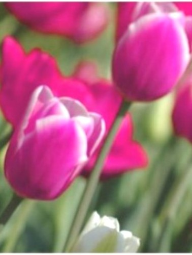 라튤립La Tulipe (BYLEDO Type) / 프래그랜스오일